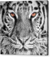 White Tiger Acrylic Print