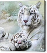 White Tiger Acrylic Print