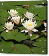 White Water Lilies Acrylic Print