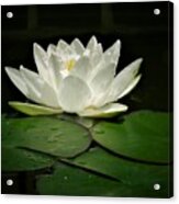 White Water Lily Acrylic Print