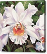 White Wedding Orchid Acrylic Print