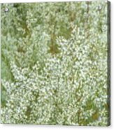 White Weeds Acrylic Print