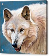 White Wolf Acrylic Print