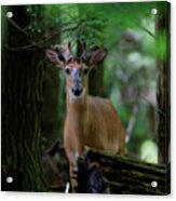 Whitetail Deer With Velvet Antlers In Woods Acrylic Print
