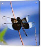 Widow Skimmer Dragonfly Acrylic Print