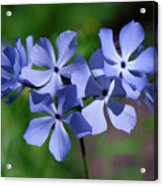 Wild Blue Phlox Dspf0386 Acrylic Print