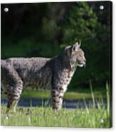Wild Bobcat Stands Profile Looking Toward Sun Acrylic Print