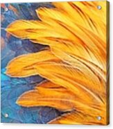 Feathers Of Nature Acrylic Print