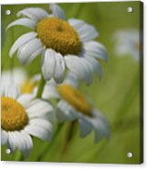 Wild Field Daisies Acrylic Print