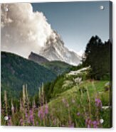 Wild Flowers And The Matterhorn Acrylic Print