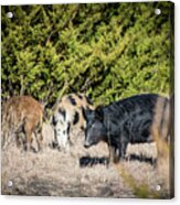 Wild Hogs Acrylic Print