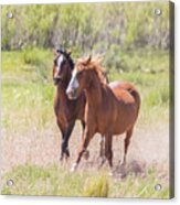 Wild Horse Chase Acrylic Print