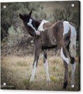 Wild Horse Colt Acrylic Print