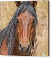 Wild Horse Portrait Acrylic Print