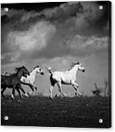 Wild Horses - Black And White Acrylic Print