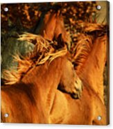 Wild Horses Acrylic Print