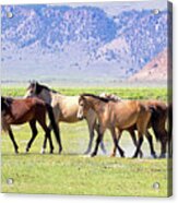 Wild Horses Acrylic Print