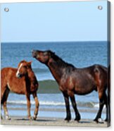 Wild Horses On Beach Acrylic Print