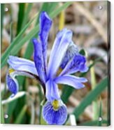 Wild Iris At South Fork Acrylic Print