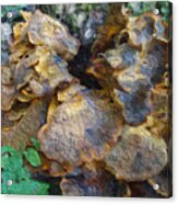 Wild Mushrooms Acrylic Print