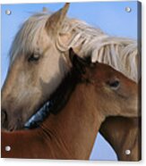 Wild Mustang Filly And Foal Acrylic Print