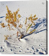 Wild Plant In White Sands Acrylic Print