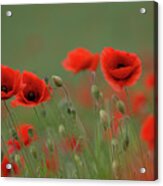 Wild Poppies Acrylic Print