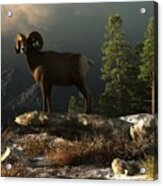 Wild Ram Acrylic Print