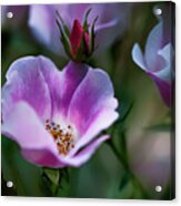 Wild Rose 7 Acrylic Print