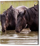 Wild Stallions At The Water Hole Acrylic Print
