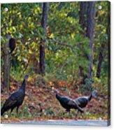 Wild Turkeys Acrylic Print