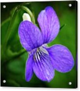 Wild Violet Flower Acrylic Print