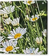 Wild White Daisies Unpicked In Th Efield Acrylic Print