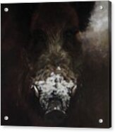 Wildboar With Snowy Snout Acrylic Print