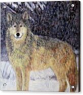 Wilderness Wolf Acrylic Print