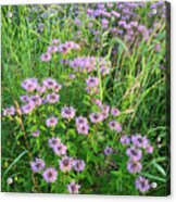 Wildflower Bouquet In Glacial Park Acrylic Print