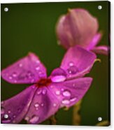 Wildflower Dew Drops Acrylic Print