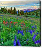 Wildflower Hill Acrylic Print