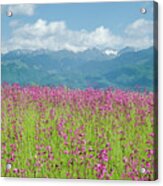 Wildflower Meadows And The Carpathian Mountains, Romania Acrylic Print
