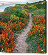 Wildflower Path At Ribera Beach Acrylic Print