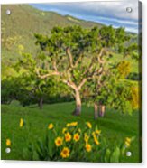 Wildflowers Above Round Valley Acrylic Print