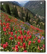 Wildflowers And View Down Canyon Acrylic Print
