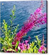 Wildflowers By The Bay Acrylic Print