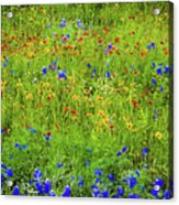Wildflowers In Bloom #3 Acrylic Print