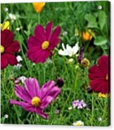 Wildflowers Acrylic Print