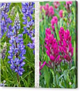 Wildflowers Of The Rocky Mountains Acrylic Print