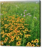 Wildflowers Of West Glacial Park At Sunrise Acrylic Print