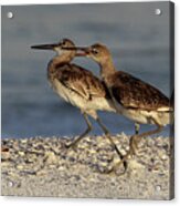 Willet Fight Acrylic Print