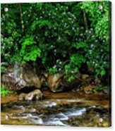 Williams River And Rhododdendron Acrylic Print