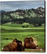 Wind Cave Bison Acrylic Print